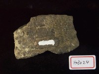 藏品(直角石氣室化石)的圖片